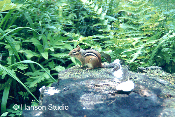Chipmunk